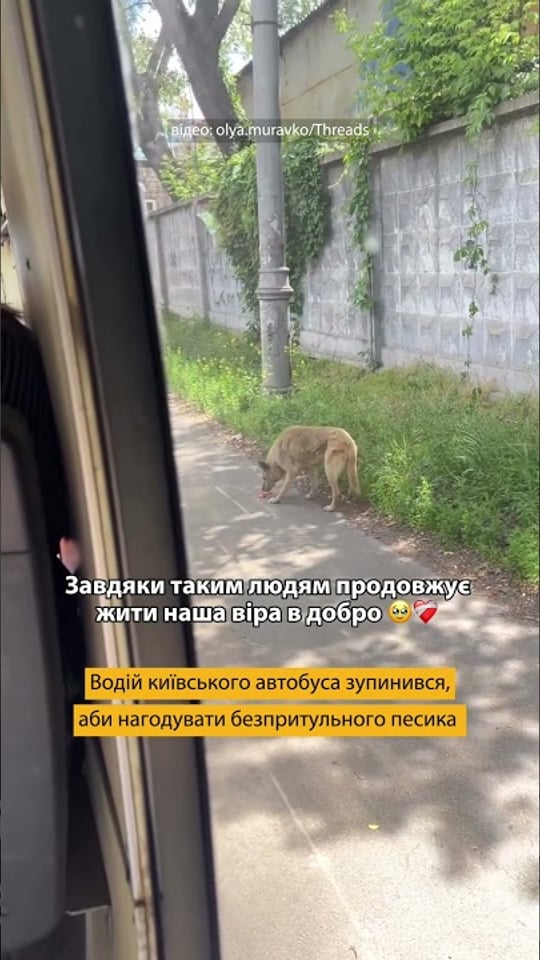 Водій київського автобуса зупинився, щоб нагодувати безпритульного песика