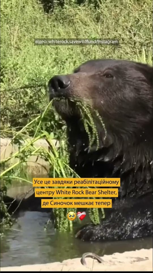 Після 9 років, проведених у цирковій клітці, ведмідь Синочок отримав шанс на краще життя