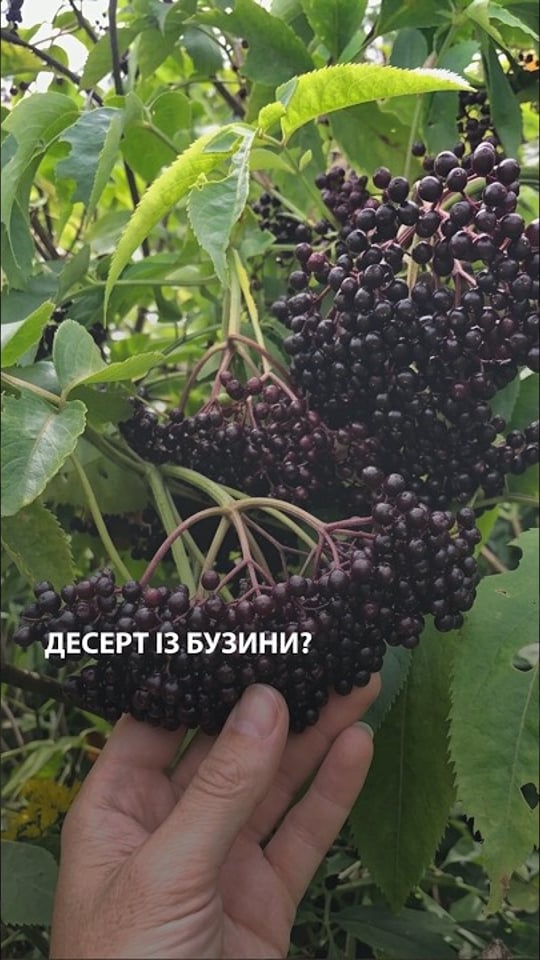 Десерт із бузини?