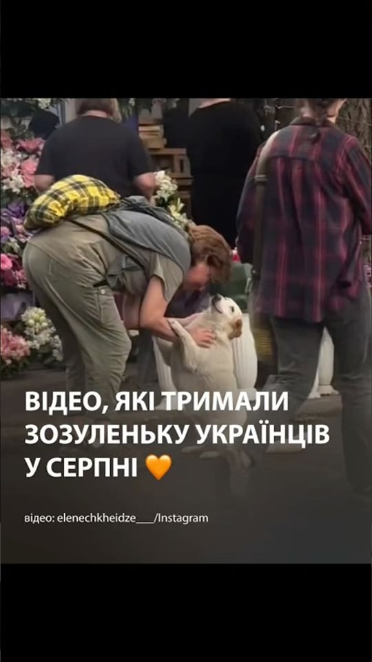 Добірка для порятунку нервів 