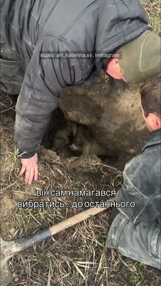 У цю яму чотирилапий Петрович забрався, аби сховатися російських атак