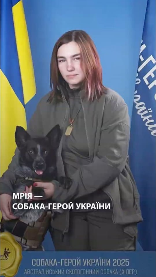 Собака Мрія долучилася до пошуку людей під завалами