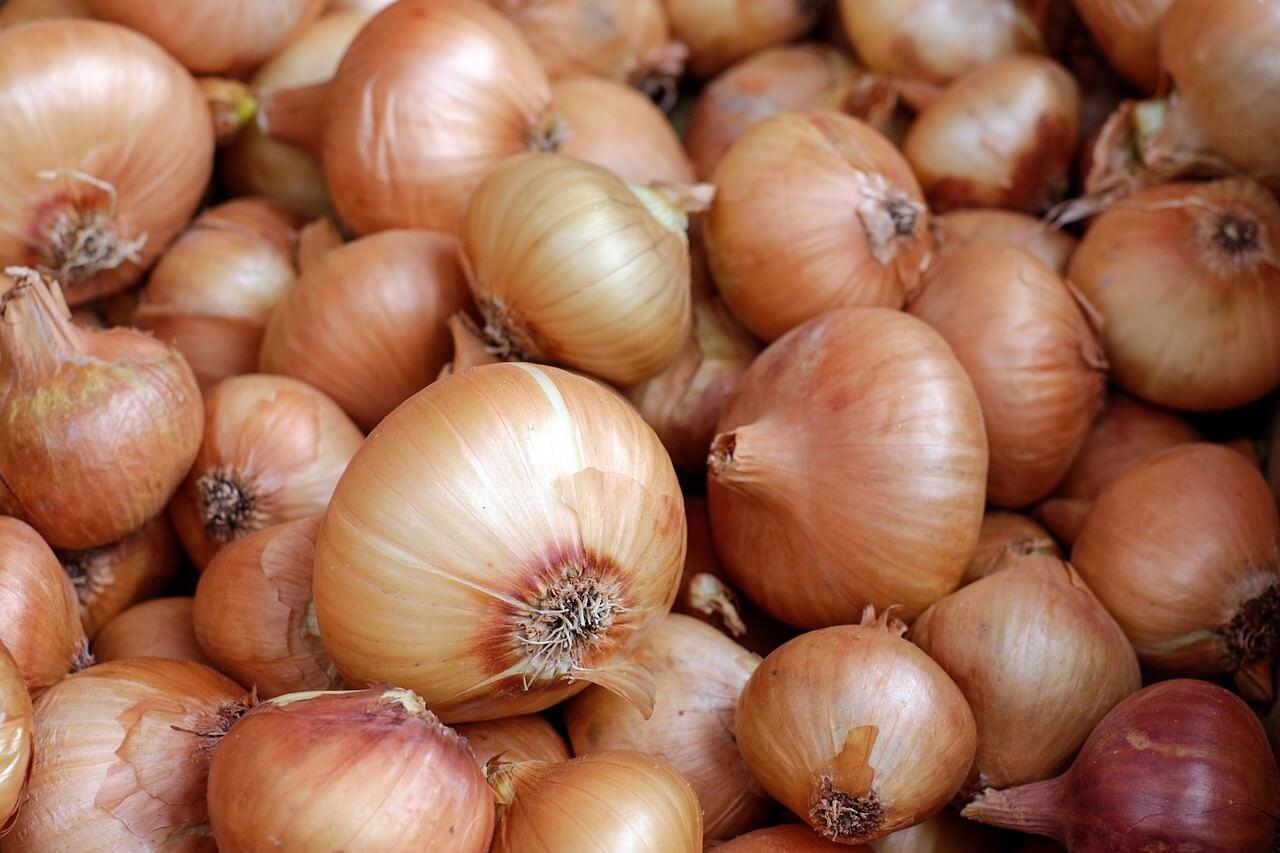 onions kurkul 29931