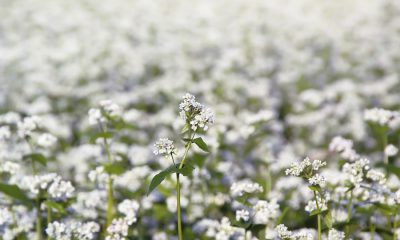 buckwheat field in blossom