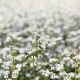 buckwheat field in blossom