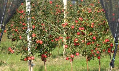 depositphotos 67566595 stock photo apple orchard