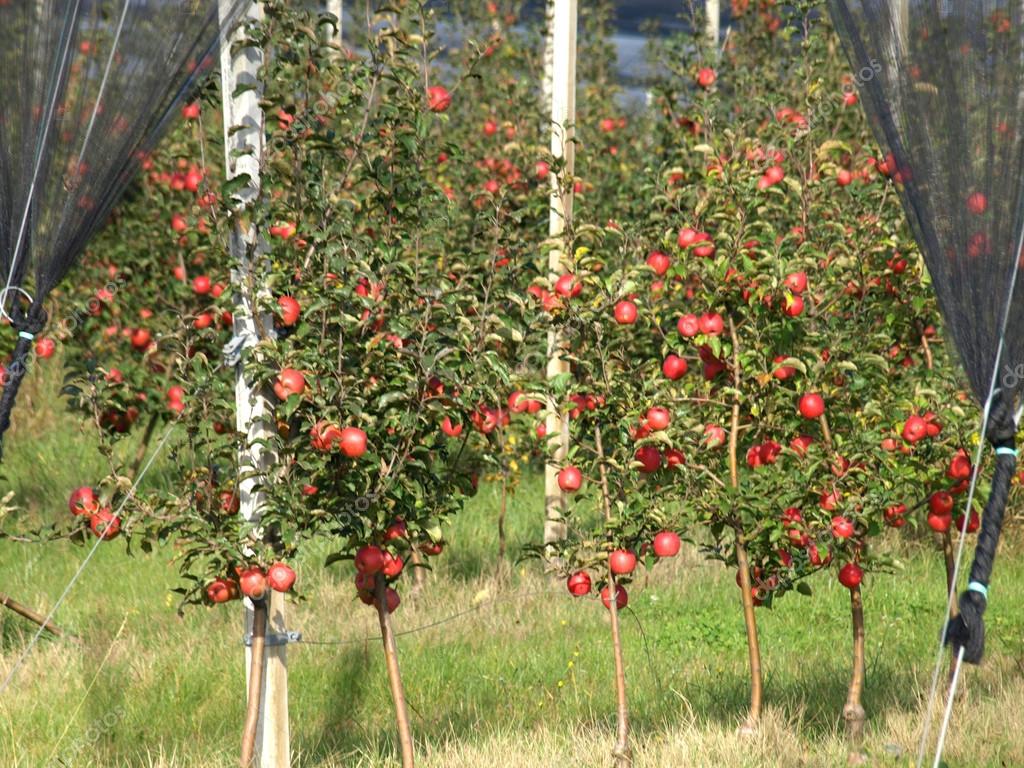 depositphotos 67566595 stock photo apple orchard