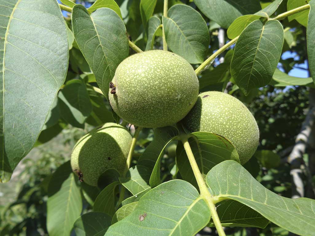 spain walnut juglans regia fruit