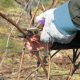 pruning of grapes 20180125 2