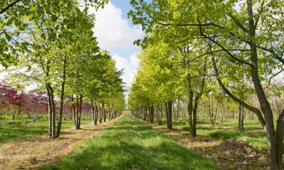 tilia cordata multi stem umbrella 4