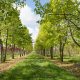 tilia cordata multi stem umbrella 4