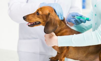 dog vaccination