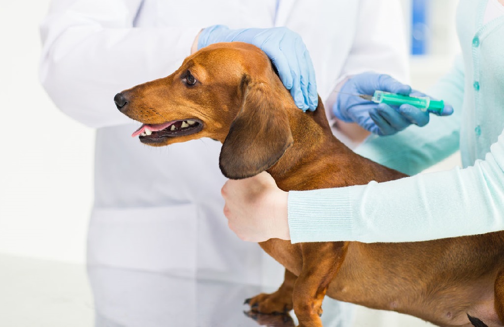 dog vaccination