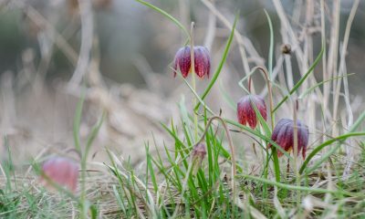 fritillaria meleagris Riabchyk shakhovyy 8