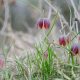 fritillaria meleagris Riabchyk shakhovyy 8