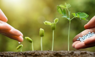 vegetables and fertilizer