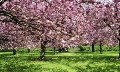 parc de sceaux sakura bloom 23