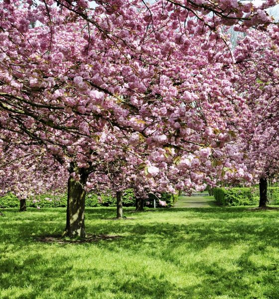 parc de sceaux sakura bloom 23