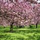 parc de sceaux sakura bloom 23