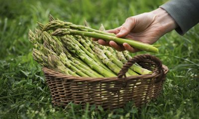 asparagus in hands e1559737589645