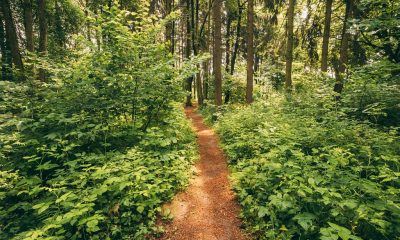 beautiful path lane walkway way in summer forest pq6sm7p min