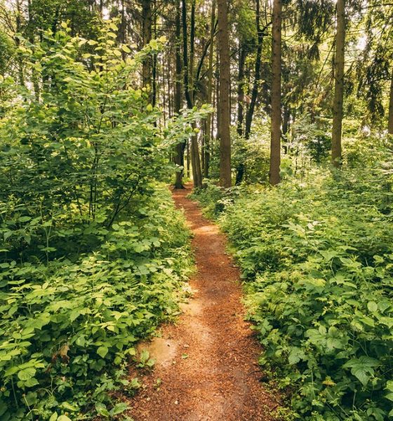 beautiful path lane walkway way in summer forest pq6sm7p min