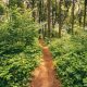 beautiful path lane walkway way in summer forest pq6sm7p min