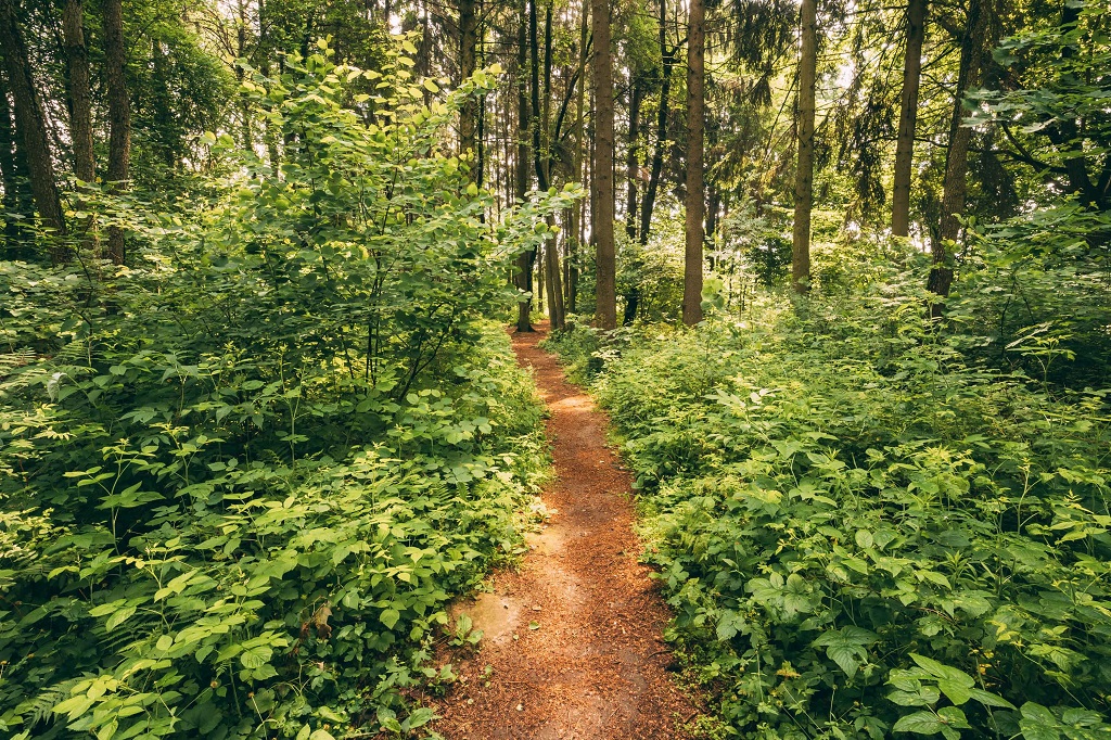 beautiful path lane walkway way in summer forest pq6sm7p min