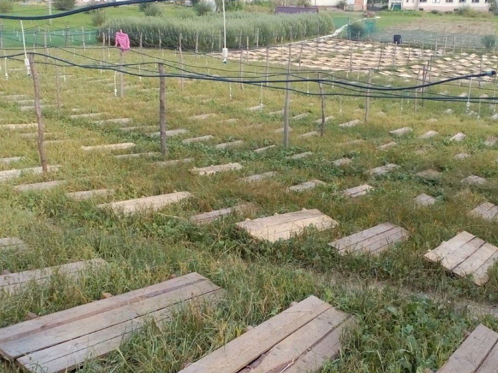 ферма равлики