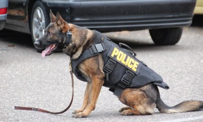 Best Police Dogs Breeds e1562854910719