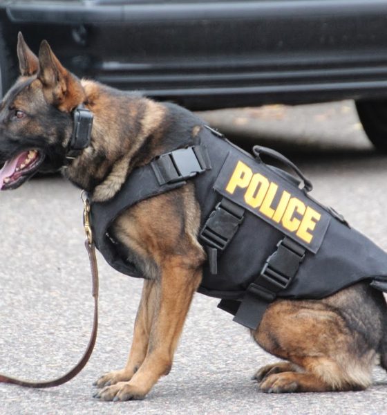 Best Police Dogs Breeds e1562854910719