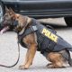 Best Police Dogs Breeds e1562854910719