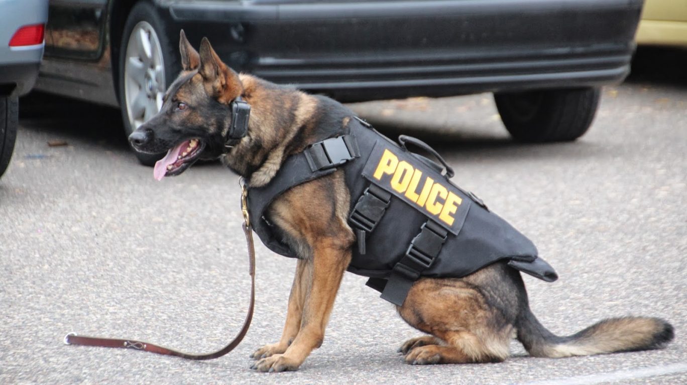 Best Police Dogs Breeds e1562854910719