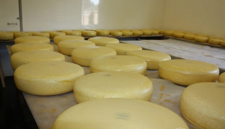 В Україні організували перший студентський кооператив із виготовлення сирів, ШоТам