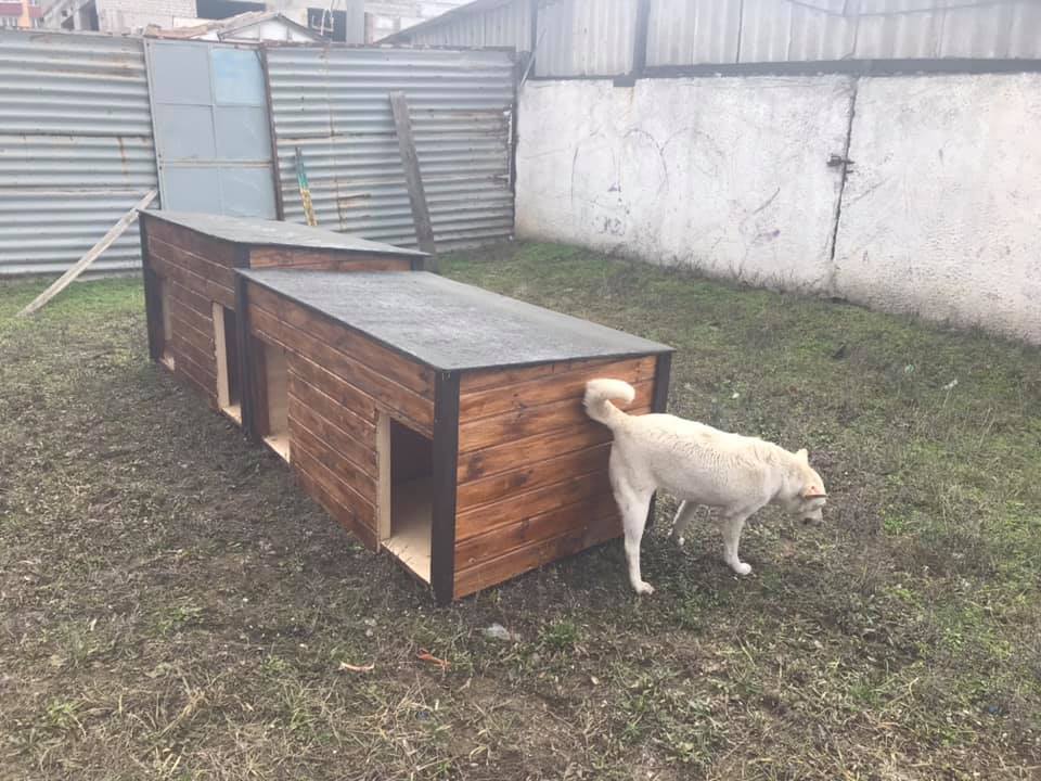 У Кривому Розі волонтери встановили будки для безпритульних собак, ШоТам