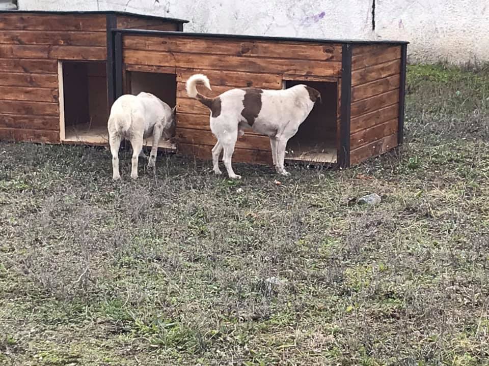 У Кривому Розі волонтери встановили будки для безпритульних собак, ШоТам