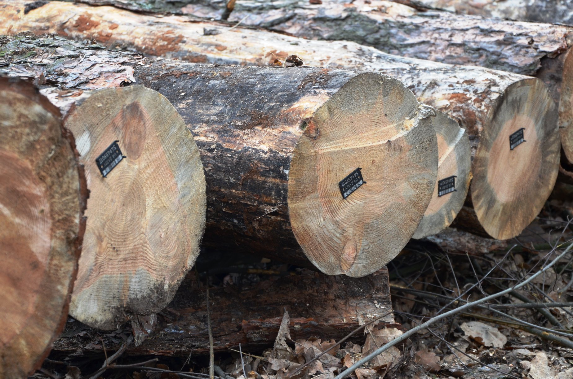 Київськи лісники отримали дієвий механізмом у боротьбі з нелегальною вирубкою дерев, ШоТам
