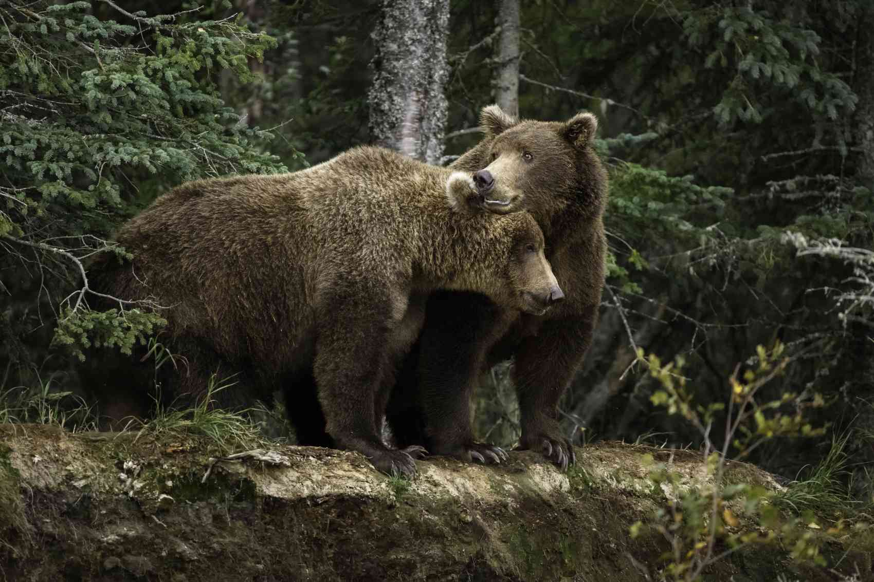 пара бурих ведмедів у Карпатах