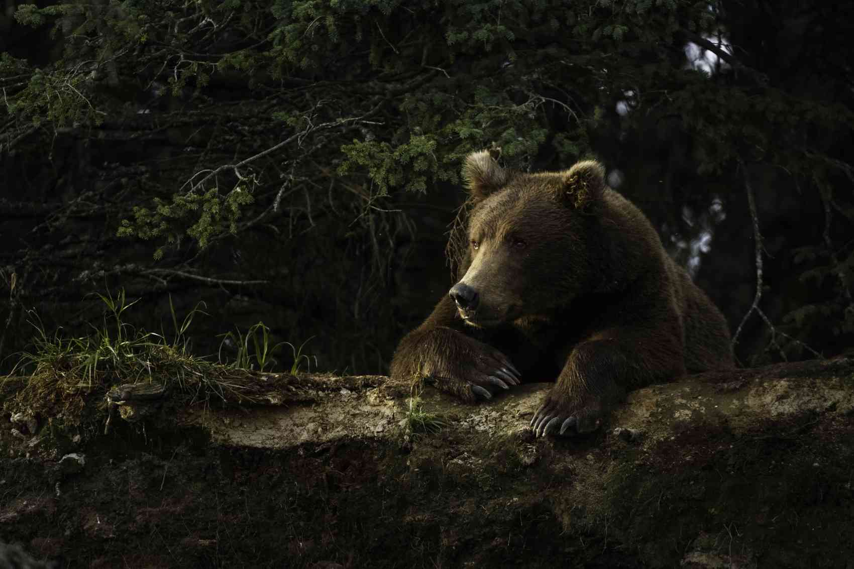 бурий ведмідь у лісі