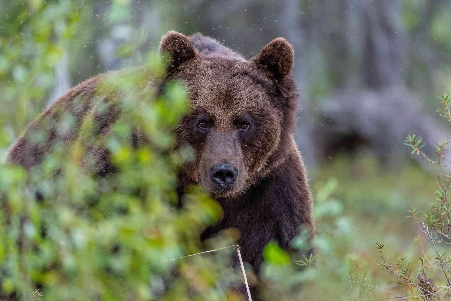 бурий ведмідь посеред лісу