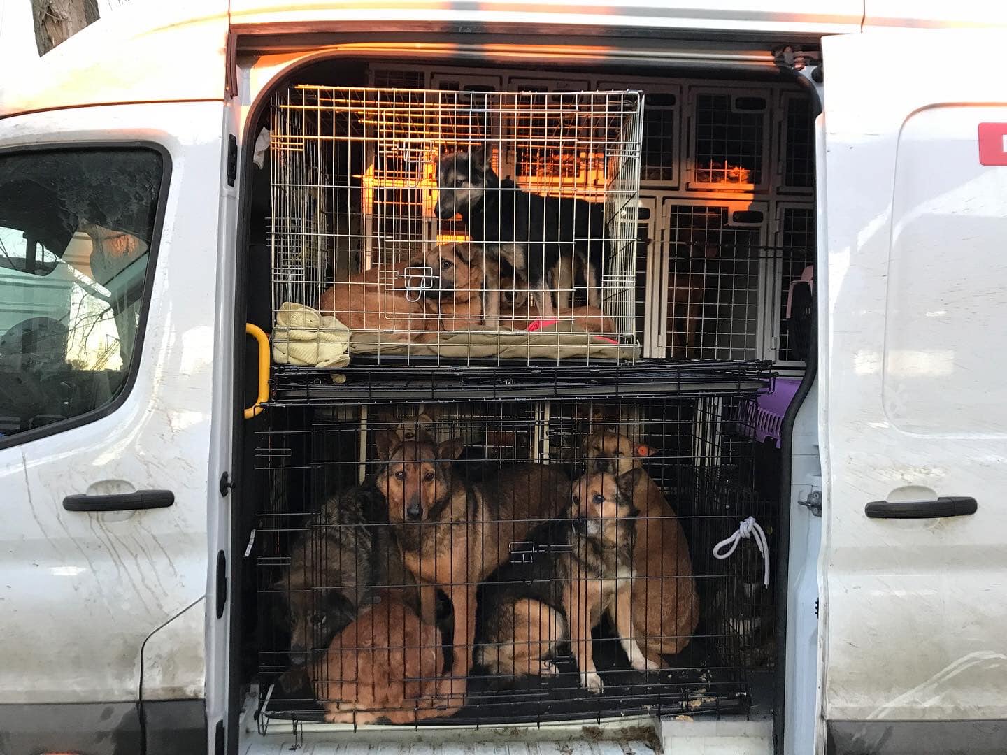 Тварини, яких евакуюють з Харківщини