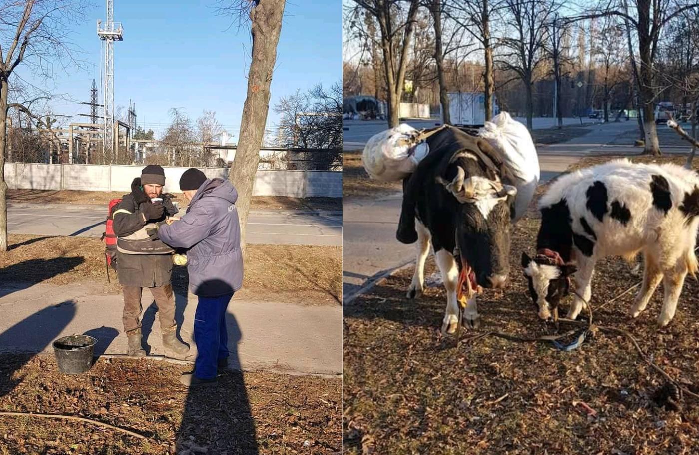 Чоловік врятував двох корів, пройшовши разом із тваринами100 кілометрів