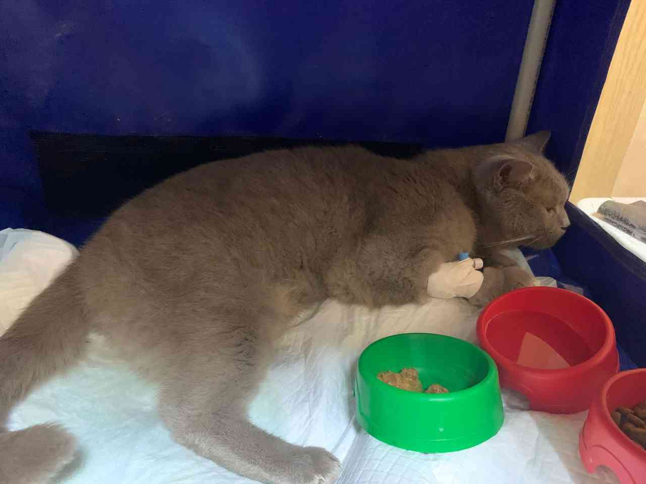 Ветеринари з Харкова лікують кота