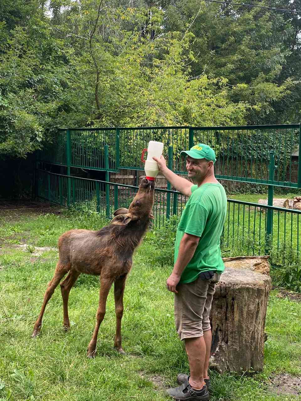 чоловік годує тварину в зоопарку