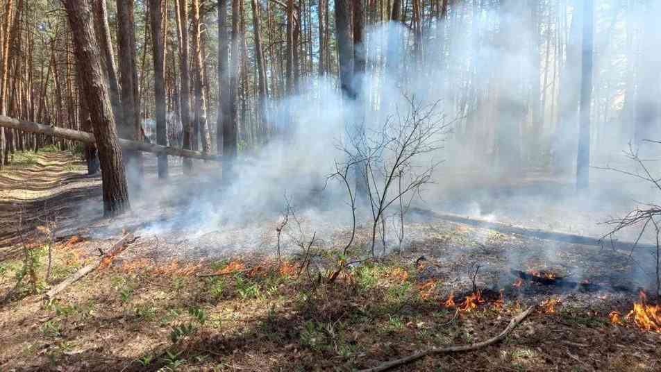 війна в Україні: знищення ізюмського лісу